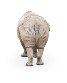 Single Large Rhinoceros Isolated on White.