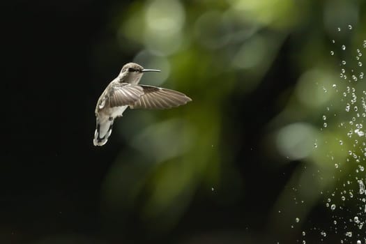 Beautiful Hummingbird in Flight at Water Fountain.
