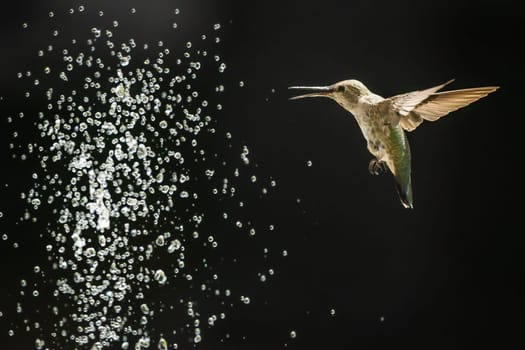 Beautiful Hummingbird in Flight at Water Fountain.