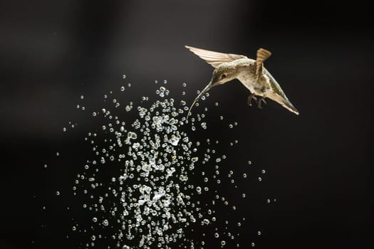 Beautiful Hummingbird in Flight at Water Fountain.