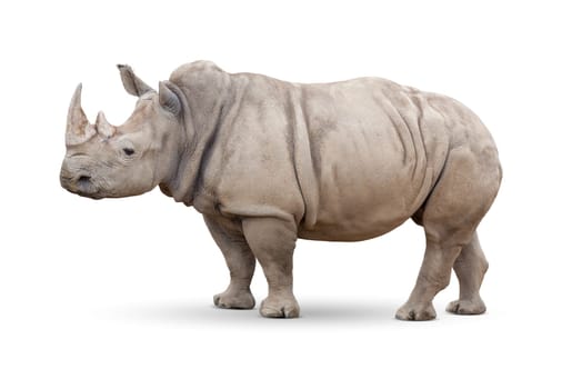 Single Large Rhinoceros Isolated on White.
