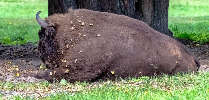 European wood bison (Bison bonasus), also known as the wisent, zubr or European buffalo in Bialowieza Forest, Poland