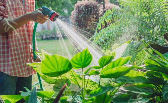 Gardeners watering plant in garden. Home garden concept.