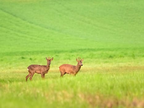 Roebucks at spring