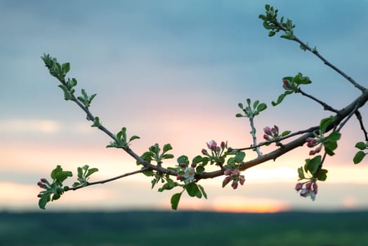 Twigs of fruit tree with white blossoming flowers in early spring at sunset
