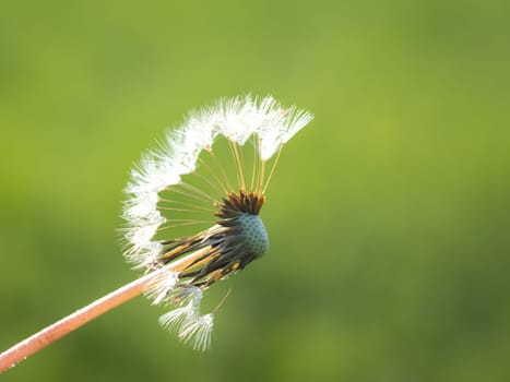 Dandelion bloom