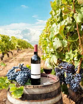 Cannonau wine. Goblet of red wine above the barrel between the rows of a vineyard. Food, drinks.