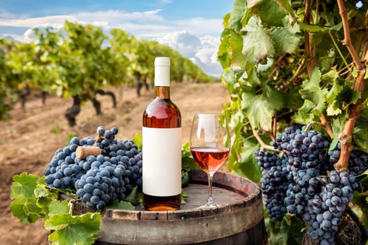 Cannonau wine. Bottle and goblet of rose wine above the barrel between the rows of a vineyard. Food, drinks.