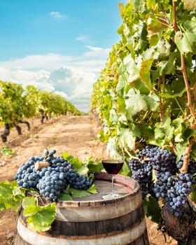 Cannonau wine. Goblet of red wine above the barrel between the rows of a vineyard. Food, drinks.