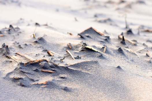 Dead plants in sand sea beach in sunset sunlight. Branches of dry dead plants in sandy coastal area. Nature background. Selective focus. Puri India.