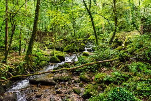 Kennall River in Kennall Vale Nature Reserve, Ponsanooth, Cornwall, United Kingdom
