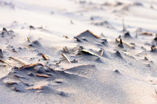 Dead plants in sand sea beach in sunset sunlight. Branches of dry dead plants in sandy coastal area. Nature background. Selective focus. Puri India.