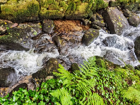 Kennall River in Kennall Vale Nature Reserve, Ponsanooth, Cornwall, United Kingdom