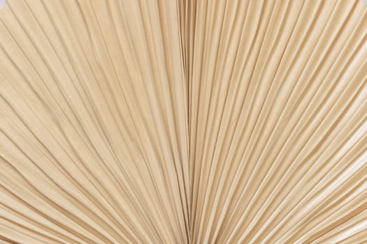 Dry beige palm leaf top view, natural bohemian background. Boho texture for wedding design and crafting .