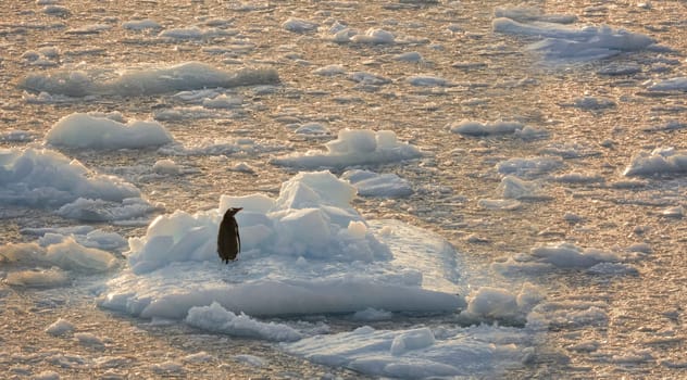 Loneliness - a black single gentoo penguin standing alone and abandoned on an ice floe in the Antarctic sea
