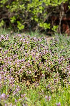 Violet Flowers Of Lamium Purpureum In Summer Field Meadow With Blurred Background.