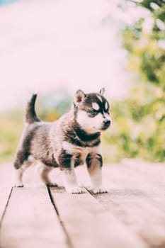 Four-week-old Husky Puppy Of White-gray-black Color Walking On Wooden Ground.