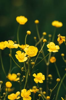 Green Spring Forest. Plant Ranunculus Acris With Yellow Flowers On Background Tall Trees.