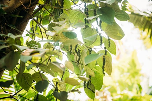 Goa, India. Leaves Of Liana With Black Pepper In Sunny Light.