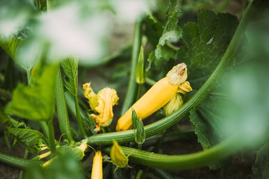 Young Yellow Zucchini Or Courgette In Summer Garden.
