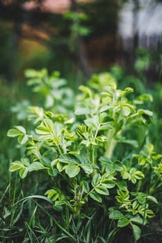 Young Fresh Leaves Of Rose Hip Or Rosehip. Rose Hips Contain Large Amounts Of Vitamins, Especially Vitamin C And Vitamins P And K, Flavonoids, Carotenoids, Tannins, Pectins