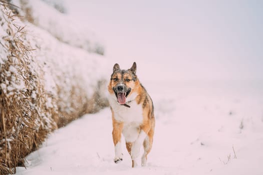 Funny Happy Dog Playing Running In Snowy Field During Day.