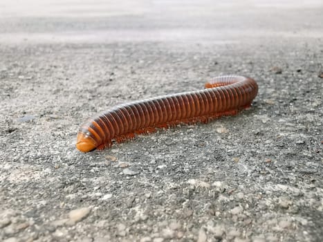 Mating millipede,millipede walking on ground in the rainy season of Thailand