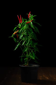 Low key photo of red thai chili pepper. Bush of chili pepper for home gardening.