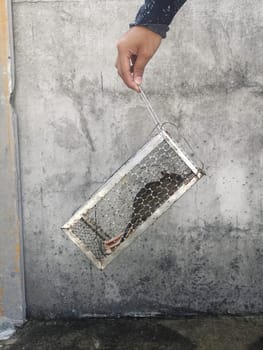 Rats stuck in a cage Rats in the house