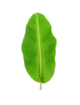 whole fresh banana leaves isolated on white background