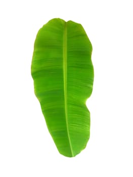 whole fresh banana leaves isolated on white background