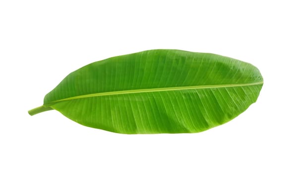 whole fresh banana leaves isolated on white background