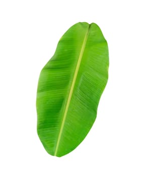 whole fresh banana leaves isolated on white background