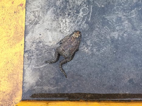 Dead frog-toad on the road.Remains of a dead frog on a road