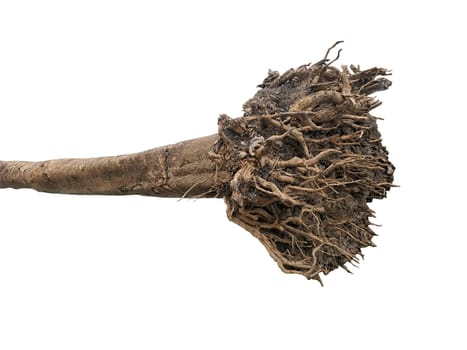 isolated tree roots on a white background
