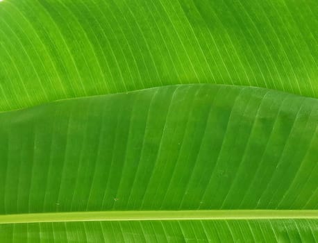 whole fresh banana leaves background