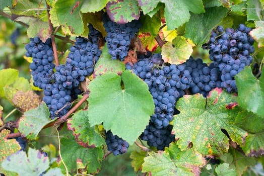 Blue ripe grapes growing on the vineyard, Moselle valley in autumn