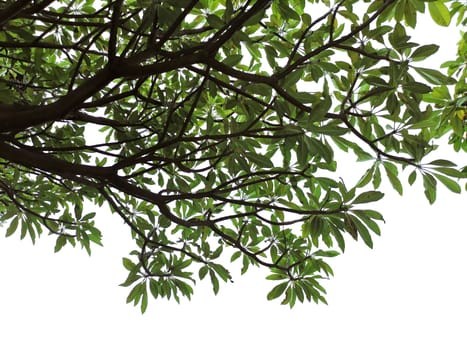 green leaf on the branches isolate on white background