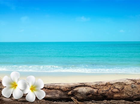 soft focus of Plumeria with white sand and beautiful blue sea over clear blue sky