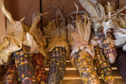 dry corn at the market organic agriculture color grain variety dried corncobs