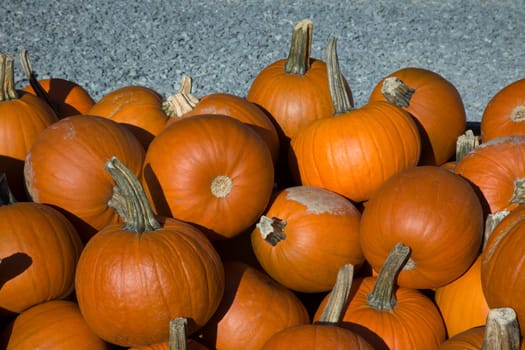 pumpkin heap for thanksgiving or halloween season agriculture market orange big many squashs pile