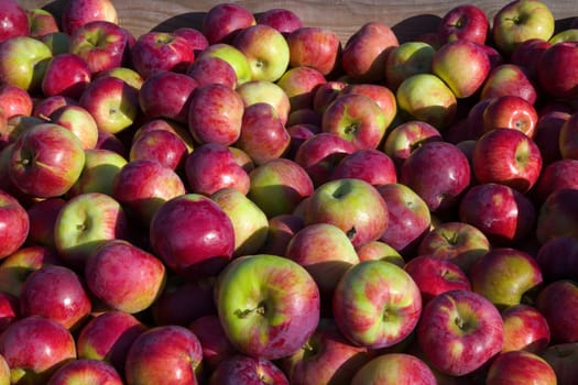 apple heap fresh organic food red fruits picking orchard market agricultural background