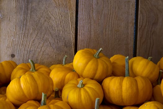 small pumpkins mini squash orange decorative food thanksgiving or halloween at agriculture market