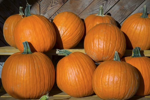 big pumpkins agriculture market farm thanksgiving halloween decoration autumn harvesting