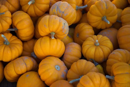 miniature pumpkins halloween decoration thanksgiving autumn harvesting full frame orange background