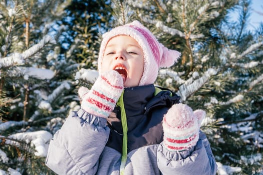 Little girl 3-4 years old in winter clothes overalls, hat and mittens, stands outdoors against snow-covered pines and fir trees and eats snow on sunny day. Winter holidays, children playing outdoors