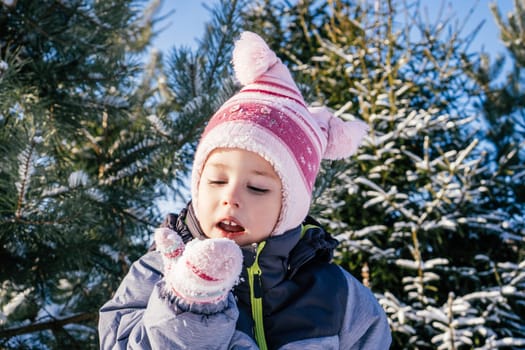 Little girl 3-4 years old in winter clothes overalls, hat and mittens, stands outdoors against snow-covered pines and fir trees and eats snow on sunny day. Winter holidays, children playing outdoors