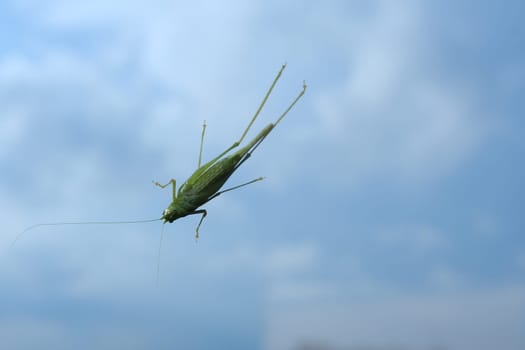 Grasshopper larva that clings to the window glass.