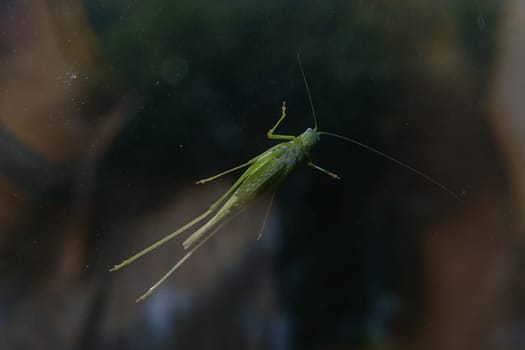 Grasshopper larva that clings to the window glass.