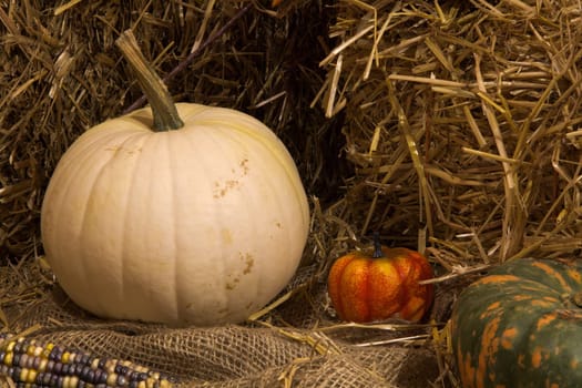 big white pumpkin small plastic orange decoration straw background for halloween or thanksgiving holiday